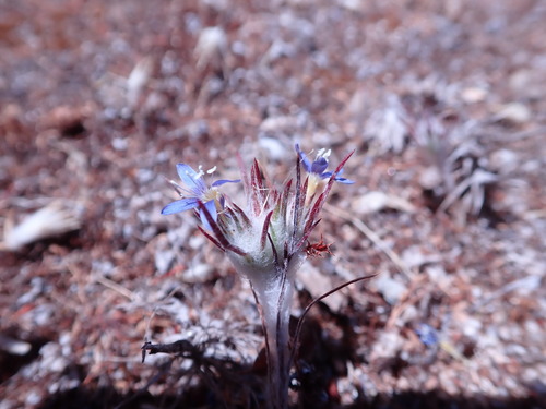 Image of Eriastrum virgatum by (c) Henrik Kibak, some rights reserved (CC BY)