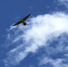 Falco peregrinus anatum