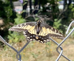 Papilio zelicaon