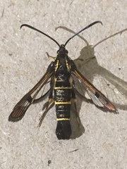 Synanthedon tipuliformis