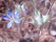 Eriastrum virgatum