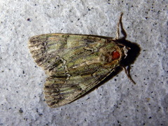 Polyphaenis sericata