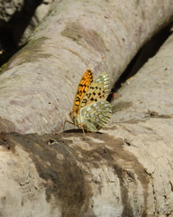 Speyeria callippe harmonia