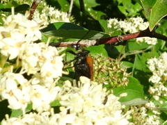 Trigonarthris atrata