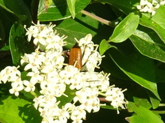 Trigonarthris atrata