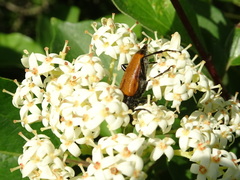 Trigonarthris atrata
