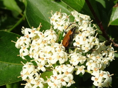 Trigonarthris atrata