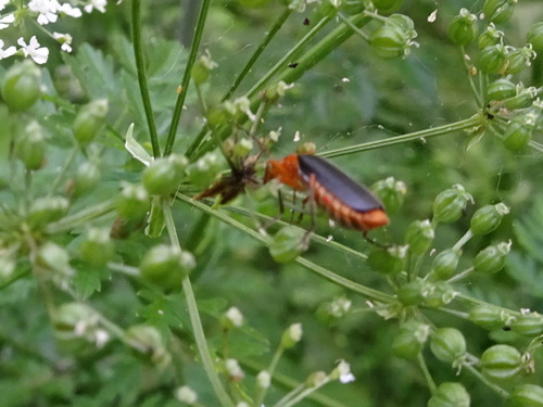 Photo of Tomentous Soldier Beetle (Podabrus tomentosus)