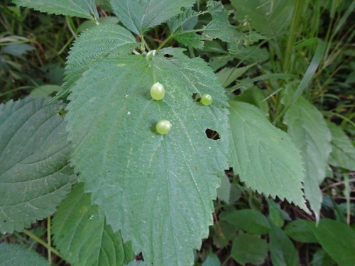 Wood Nettle Gall Midge photo 5