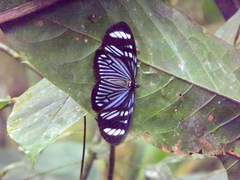 Hypocrita fenestraria