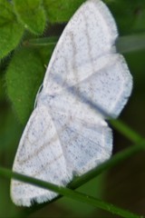 Scopula quadrilineata