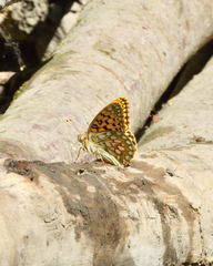 Speyeria callippe harmonia