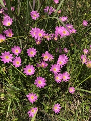 Sabatia dodecandra foliosa