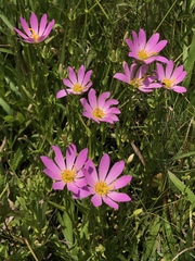 Sabatia dodecandra foliosa