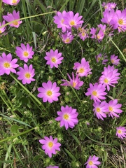 Sabatia dodecandra foliosa