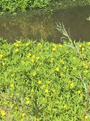 Ludwigia grandiflora