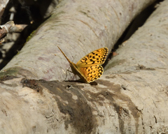 Speyeria callippe harmonia