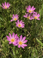 Sabatia dodecandra foliosa