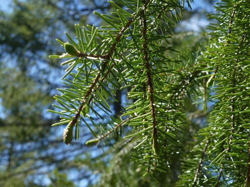 Brewer's spruce