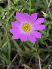 Sabatia dodecandra foliosa