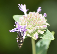 Acmaeodera connexa
