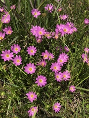 Sabatia dodecandra foliosa