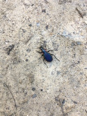 Carabus vietinghoffii