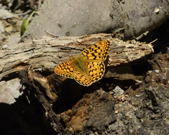 Speyeria callippe harmonia