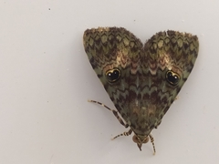 Glenopteris