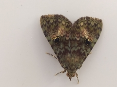 Glenopteris