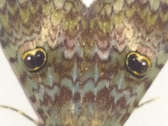 Glenopteris