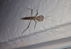 Mantidae