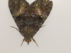 Glenopteris