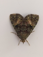 Glenopteris
