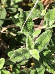 Cistus salviifolius