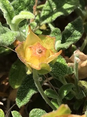 Cistus salviifolius