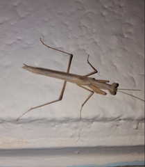Mantidae