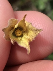 Cistus salviifolius
