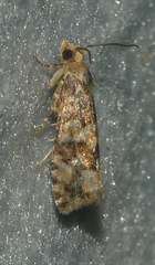 Eucopina tocullionana