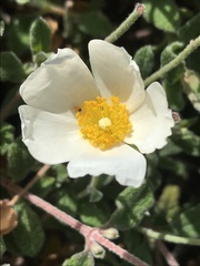 Cistus salviifolius