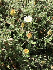 Cistus salviifolius