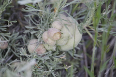 Rhopalomyia pomum