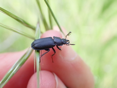 Platycerus marginalis