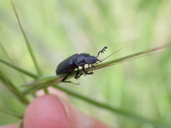 Platycerus marginalis