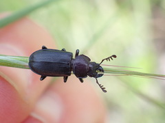 Platycerus marginalis