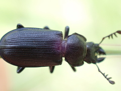 Platycerus marginalis