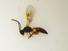 Lysiphlebus testaceipes