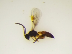 Lysiphlebus testaceipes