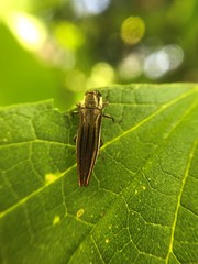 Agrilus macer