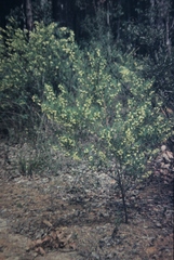 Acacia pentadenia